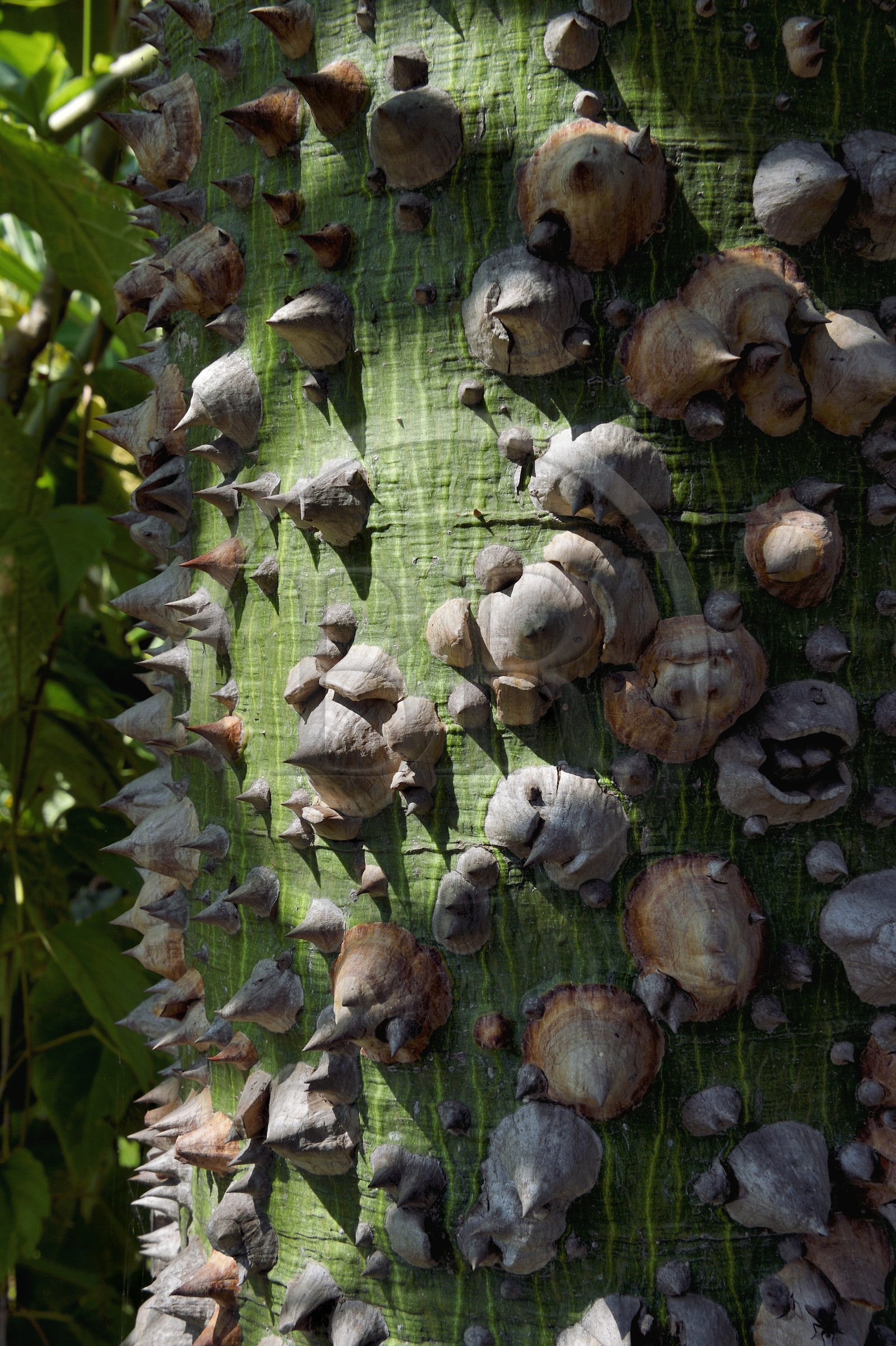 France, Alpes-Maritimes (06), Menton, Jardin botanique exotique du Val Rahmeh, tronc du Fromager ou Kapokier ou Arbre à kapok (Ceiba pentandra)