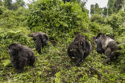 Rwanda, Province du Nord, Parc National des Volcans dans la chaine des Monts Virunga, mont Karisimbi, gorilles des montagnes (Gorilla beringei beringei), le dos argenté (silverback) nommé Impuzamahanga qui est le male dominant à droite