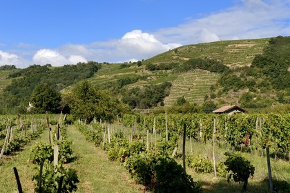 France, Loire, Parc Naturel Regional du Pilat (Natural Regional Park of Pilat), Chavanay, Wineyards from the Rhone river, the prestigious Condrieu wine in the background and the vin de pays des collines rhodaniennes in the foreground
