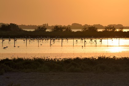 France, Bouches du Rhone, Parc naturel regional de Camargue (Regional Natural Park of Camargue), Malagroy pond, flamingos (Phoenicopterus roseus)