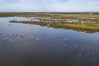 France, Gard (30), la Petite Camargue vers Aigues-Mortes, envol de flamants roses (Phoenicopterus roseus) (vue aérienne) France, Gard, the Petite Camargue towards Aigues-Mortes, flight of pink flamingos (Phoenicopterus roseus) (aerial view)