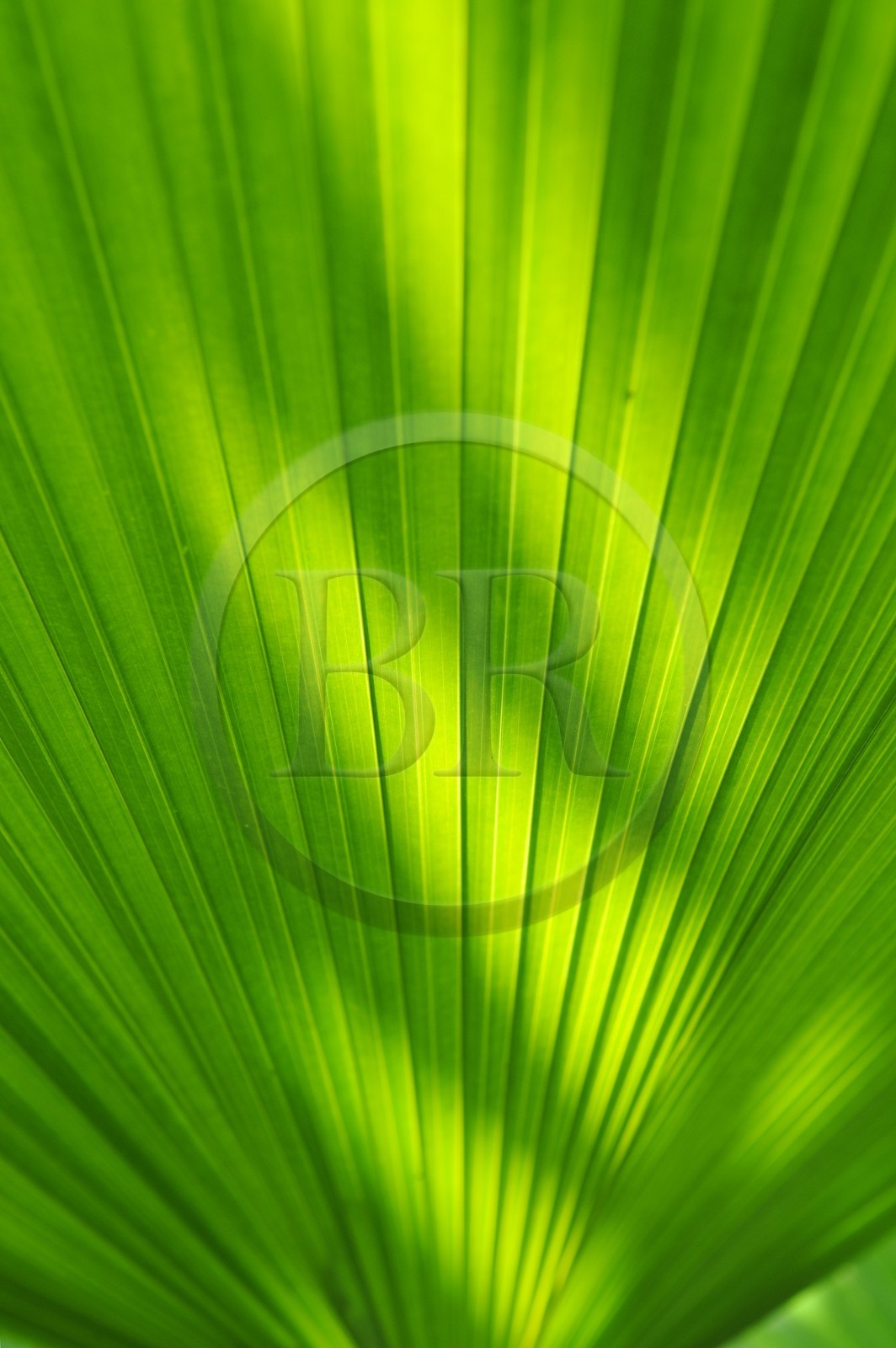 France, Ile de la Reunion, Petite Ile, jardin tropical, palmier Licuala Grandis