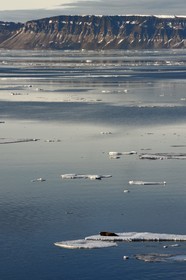 Groenland, cote Nord-Ouest, Smith sound au nord de la baie de Baffin à Inglefield Land, phoque barbu (Erignathus barbatus) allongé sur un morceaux de glace de la banquise arctique