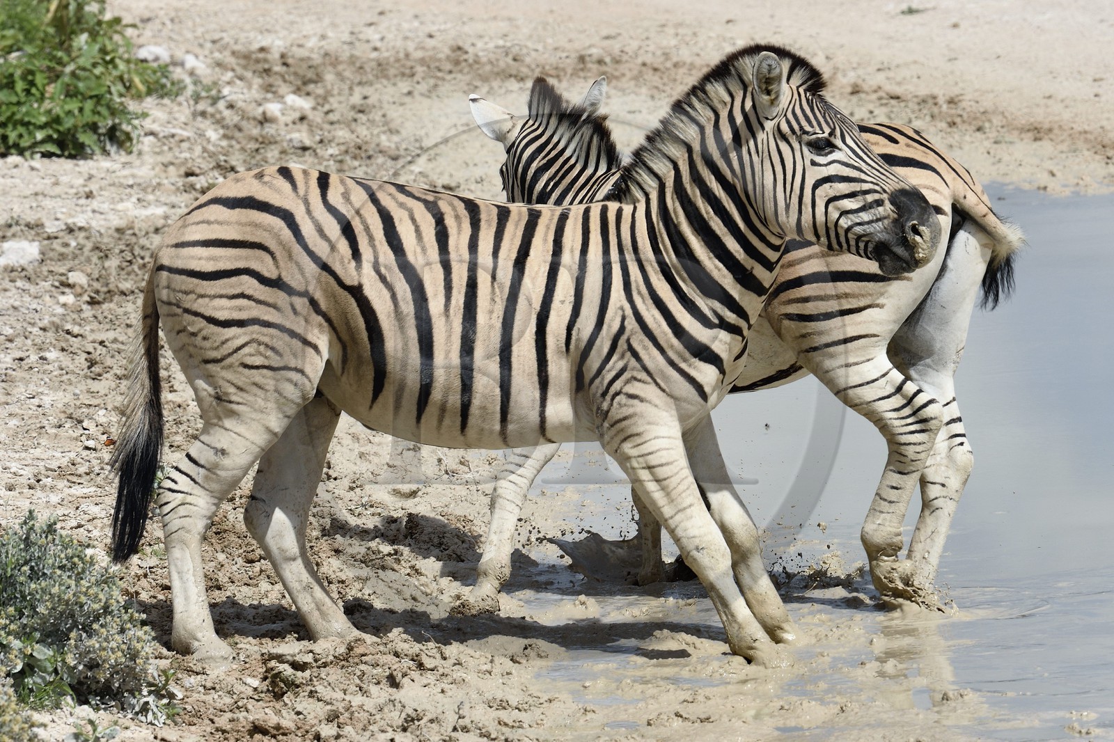 Namibie, région de Oshikoto, Parc National d'Etosha, zèbres de Burchell (Equus burchellii)