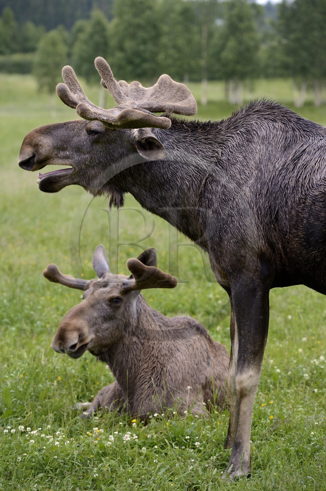 Suède, Comté de Vasterbotten, région d'Umea, Bjurholm, le Maison de l'Elan (Algens Hus), élevage