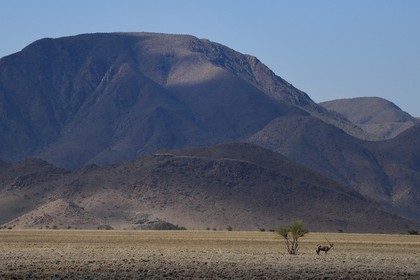 Namibie, région de Hardap, désert du Namib à l'Est du parc national Namib Naukluft dans la chaine de montagnes de Zaris, oryx gazelle ou gemsbok (Oryx gazella)