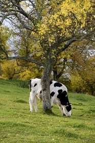 France, Meuse (55), Parc régional de Lorraine, Cotes de Meuse, Viéville-sous-les-Côtes, vache sous un mirabellier