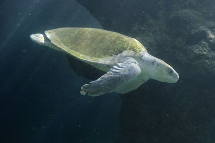 France, île de la Réunion, Saint-Leu, l'observatoire des tortues marines Kélonia (vue sous-marine)