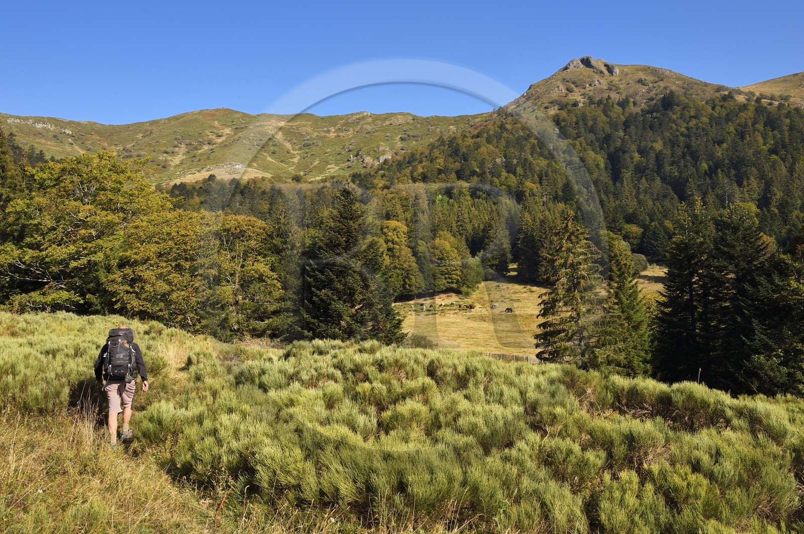 France, Cantal (15), Parc Naturel Régional des Volcans d'Auvergne, Le Lioran, randonneur et chevaux en pature dans l'ancien cirque glaciaire de Font d'Alagnon sous la montagne du Téton de Venus France, Cantal (15), Parc Naturel Régional des Volcans d'Auvergne, Le Lioran, randonneur et chevaux en pature dans l'ancien cirque glaciaire de Font d'Alagnon sous la montagne du Téton de Venus