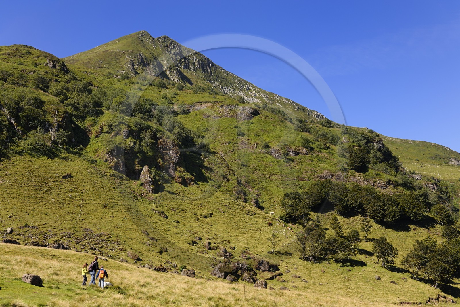 France, Cantal (15), monts du Cantal, Parc Naturel Régional des Volcans d' Auvergne, randonnée au pied de la montagne du Puy-Mary (1783m)
