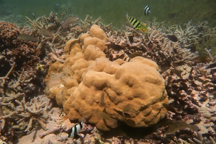 France, île de la Réunion, le récif corallien du lagon de la plage de Saint-Gilles et de l'Ermitage (vue sous-marine)