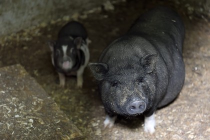 France, Calvados, Pays d'Auge, Cambremer, Mondeaux farm, pig