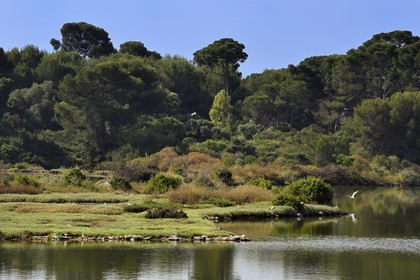 France, Alpes-Maritimes (06), Cannes, Iles de Lérins, Ile Sainte-Marguerite, réserve biologique domaniale, sternes Pierregarin (Sterna hirundo) et mouettes sur l'étang du Batéguier