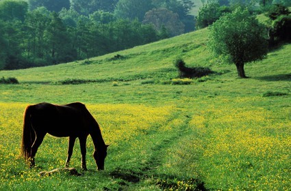 France, Saône-et-Loire (71), Pierreclos, cheval dans un pré