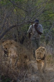 Zimbabwe, Midlands Province, Gweru, Antelope Park home to ALERT (African Lion and Environmental Research Trust), lion (panthera leo) walk through the bush by guides - handlers