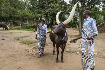 Rwanda, Province du Sud, Nyanza, musée du Palais royal Rukari, vaches royales à longues cornes appellée Inyambo ou watusi