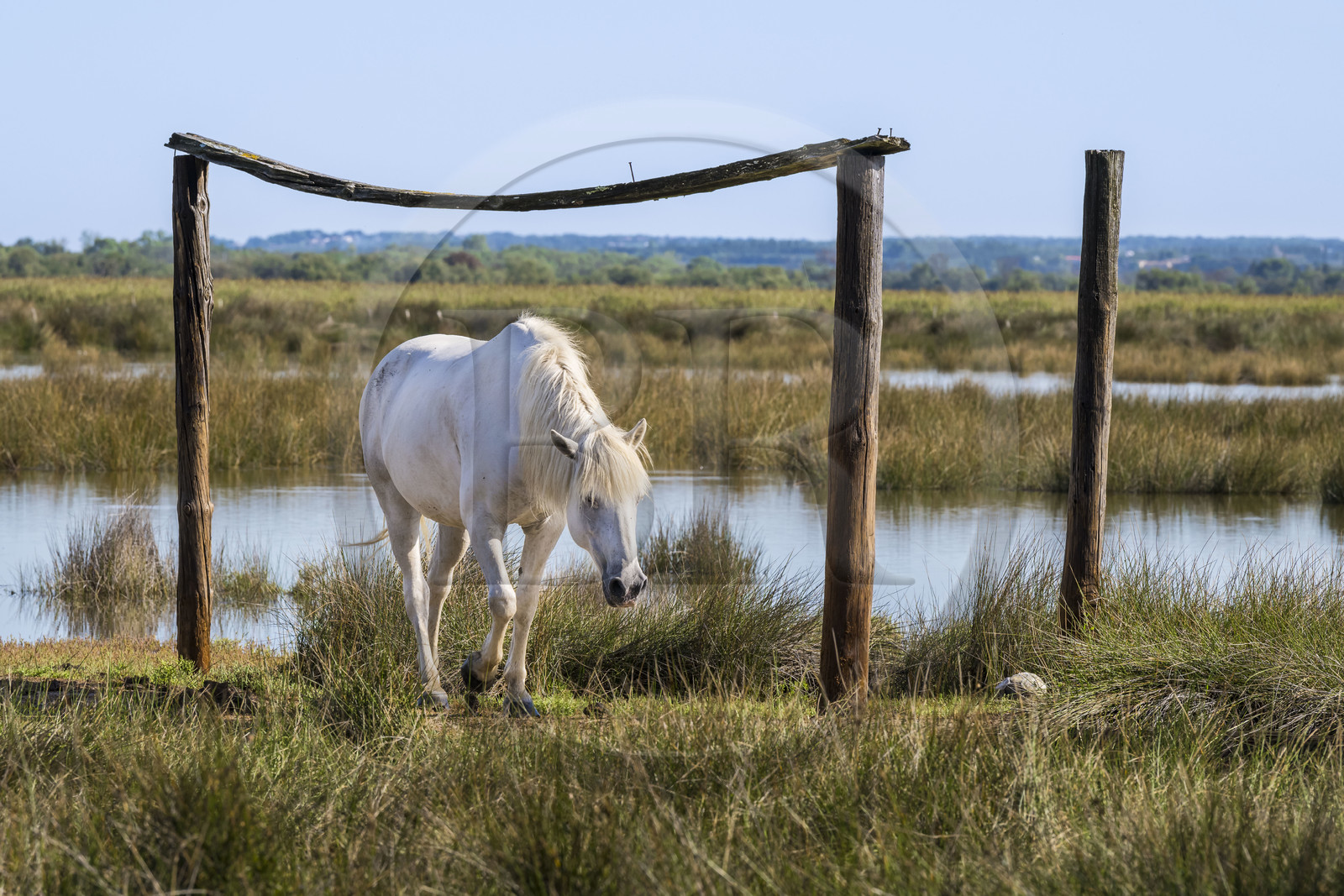 France, Gard, Aigues-Mortes, Saint-Laurent-d'Aigouze, camargue horse in the Petite Camargue