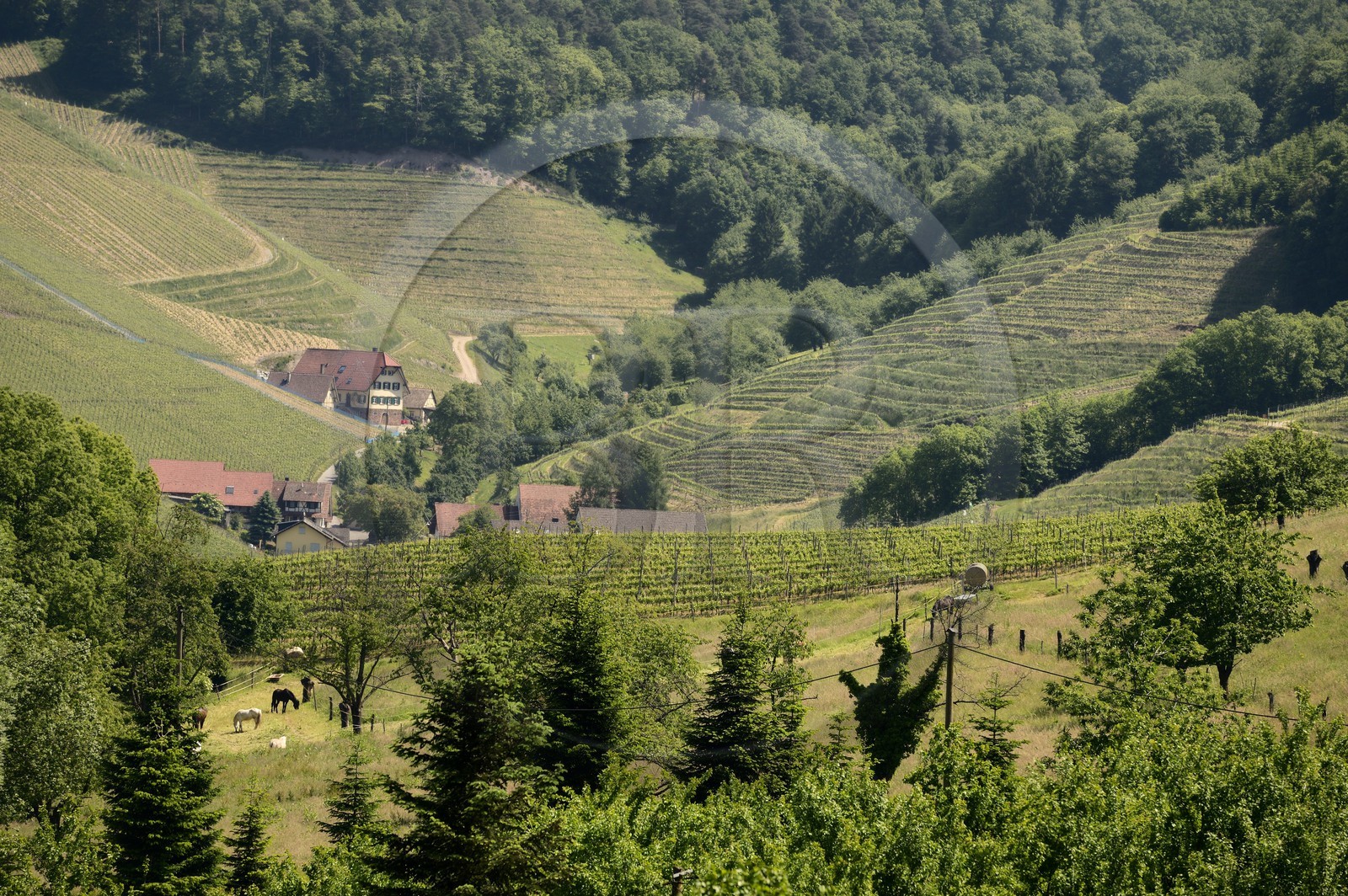 Allemagne, Bade-Wurtemberg, le vignoble à Durbach