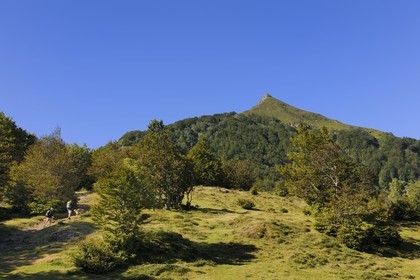 France, Cantal, Monts du Cantal, Parc Naturel Regional des Volcans d' Auvergne (Regional Nature Park of the Volcanoes of Auvergne), hike from the Pertus pass to the Puy de la Poche