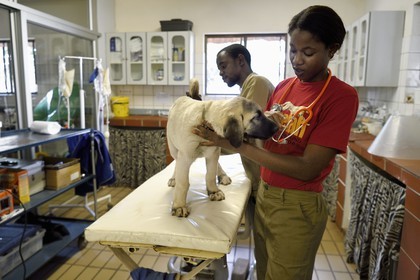 Namibie, Otjiwarongo, Cheetah Conservation Fund, centre de recherche et d'éducation, auscultation d'un jeune chien Berger d'Anatolie aussi connu sous le nom de Kangal dans la clinique vétérinaire par les volontaires Marnety et Sinvula