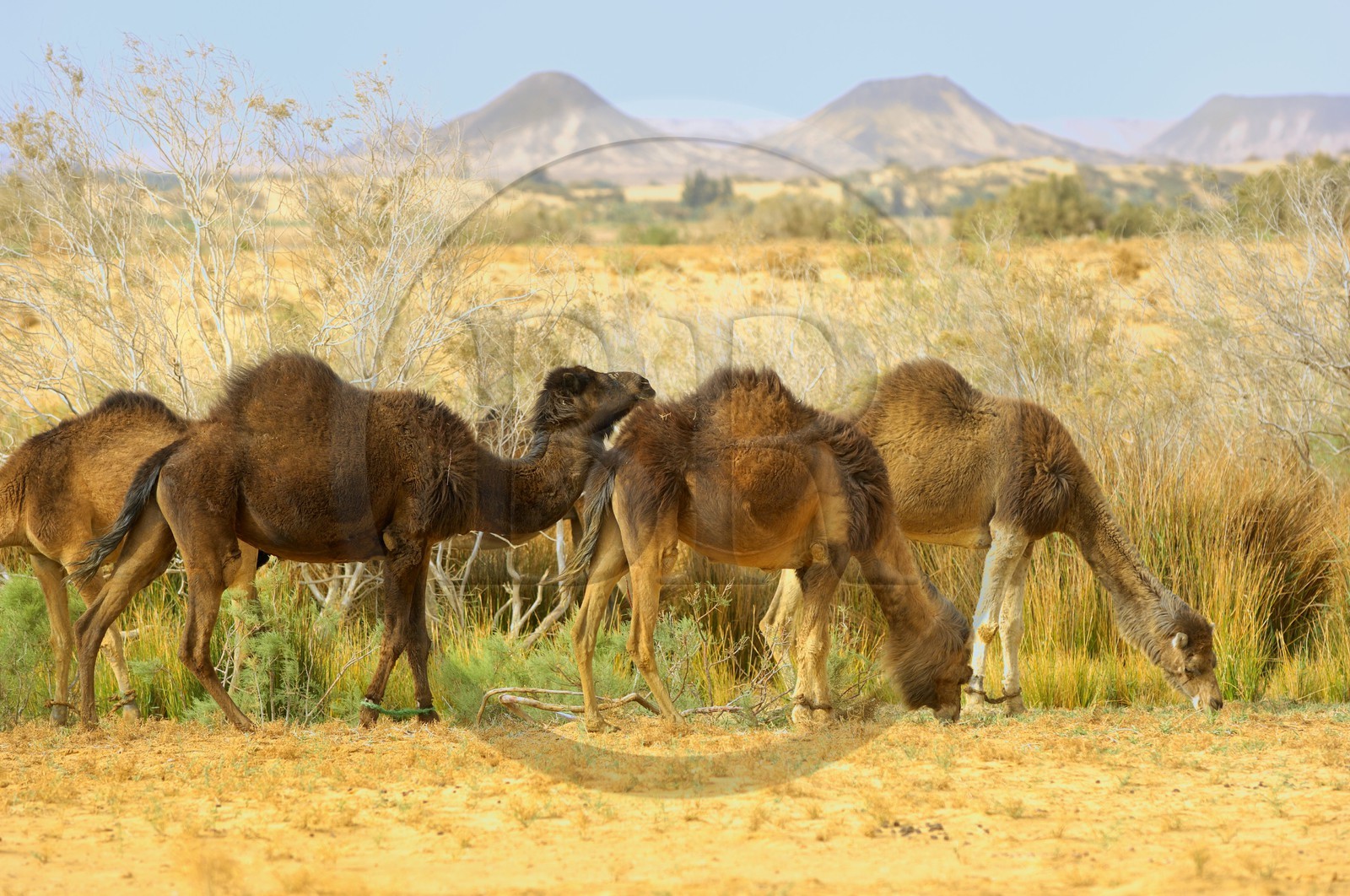 Egypte, Basse-Egypte, désert libyque, oasis de Bahariya (Bahareyya), élevage de dromadaires