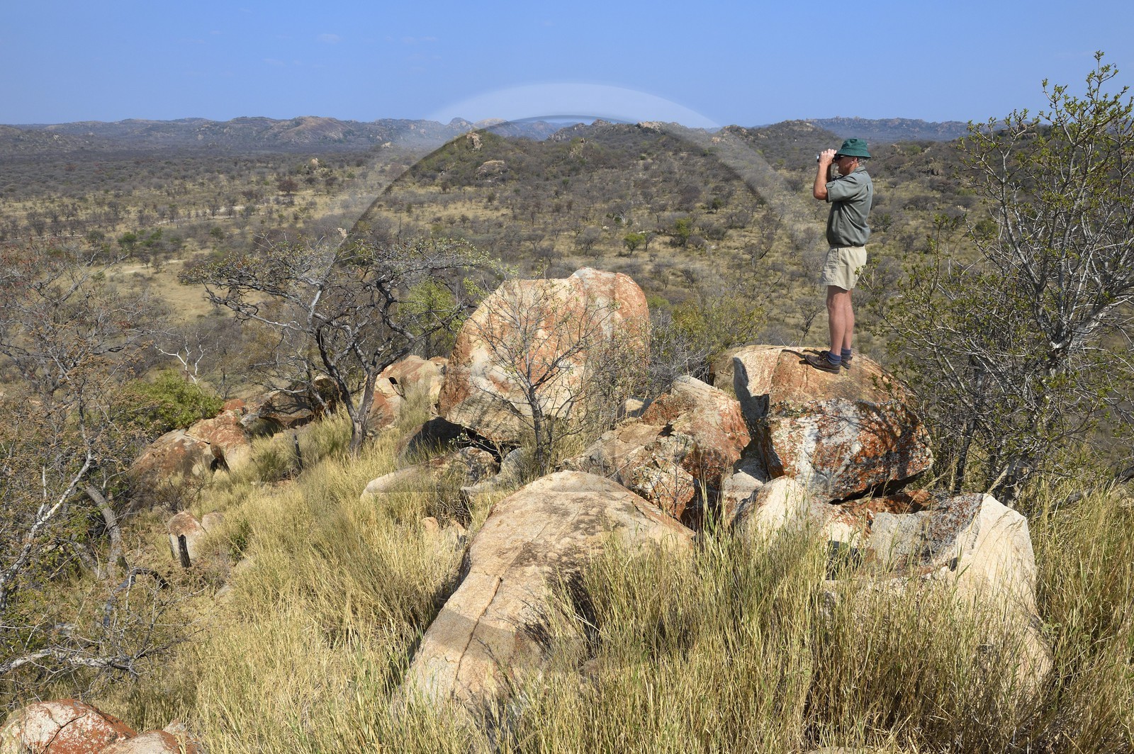 Zimbabwe, province de Matabeleland méridional, Matobo ou Matopos Hills National Park, classé Patrimoine Mondial de l'UNESCO,  safari à pied à la recherche de rhinocéros blanc, le guide Norman Scott observe à la jumelle