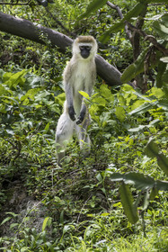 Rwanda, Province de l’Ouest, Karongi (anciennement nommée Kibuye), lac Kivu, singe Vervet bleu (Chlorocebus pygerythrus) sur un des ilots au large de Kibuye