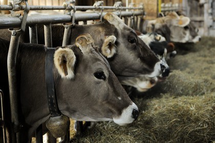 France, Haut-Rhin (68), la route des Crêtes, ferme auberge marcaire du Grand Hêtre, les vaches à l'étable