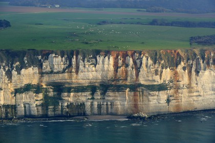 France, Seine-Maritime (76), troupeau de vaches le long des falaises au sud d' Etretat (vue aérienne)