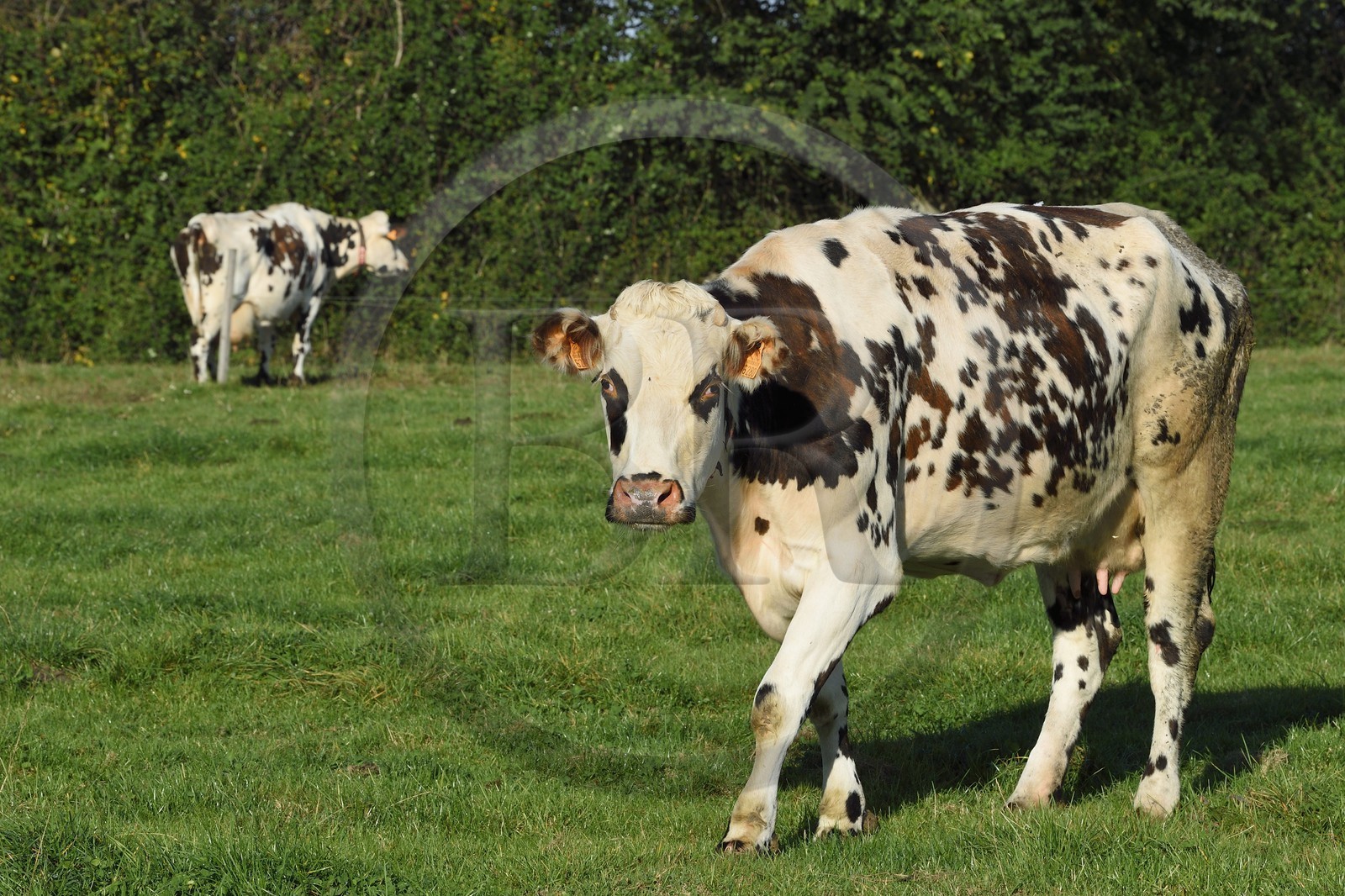 France, Calvados (14), Pays d'Auge, Le Mesnil-Germain, vache de race Normande