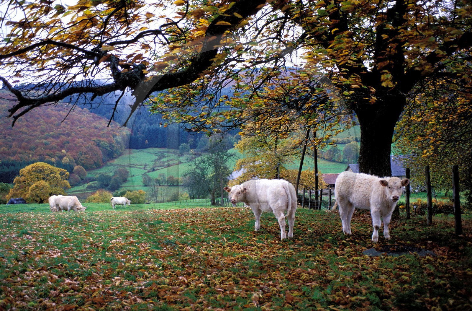 France, Nièvre (58), le Morvan, vaches charolaises dans un pré à l'automne France, Nièvre (58), le Morvan, vaches charolaises dans un pré à l'automne