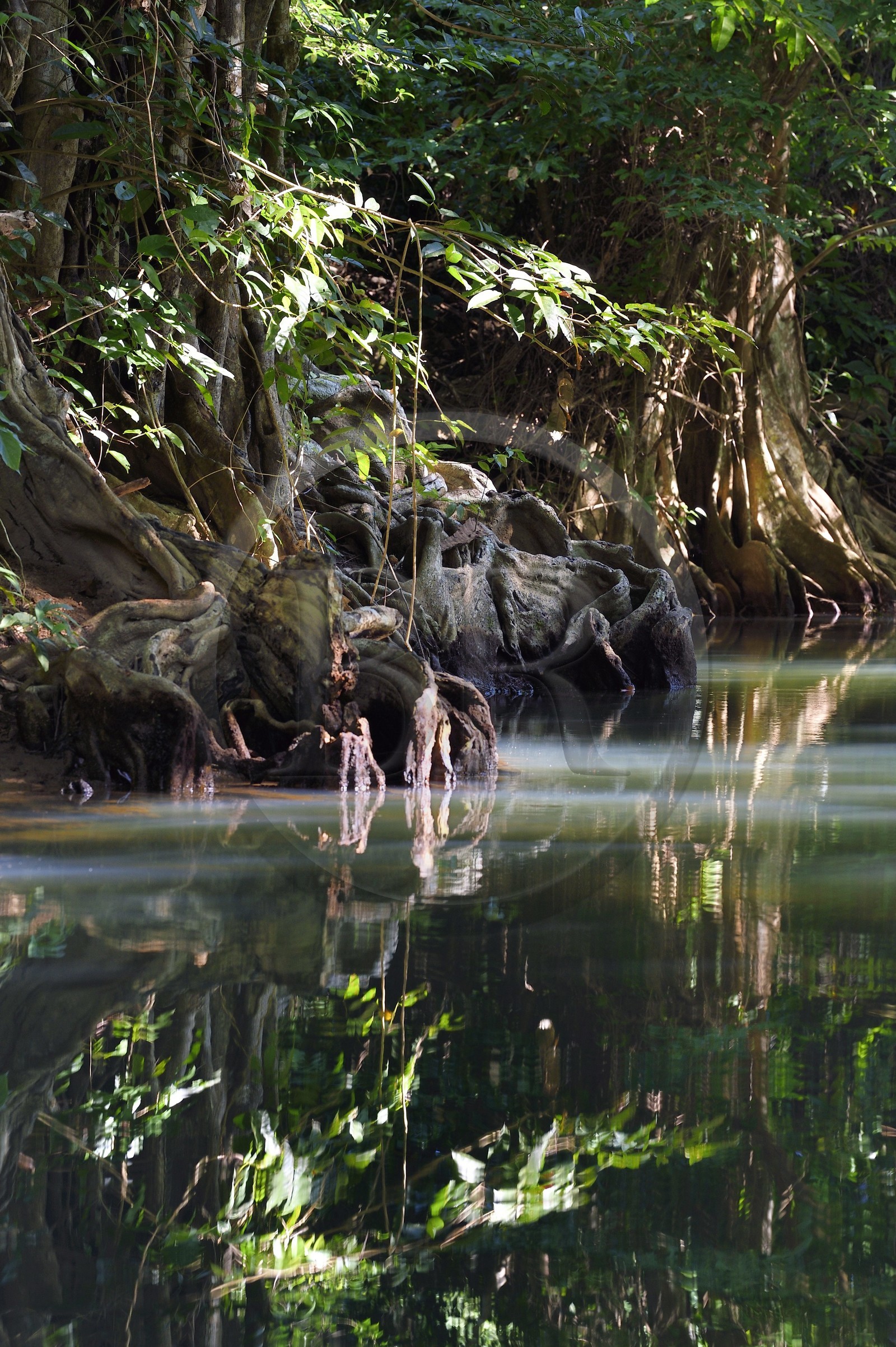 Caraïbes, Ile de la Dominique, Portsmouth, les rives de l'Indian River, sang-dragon (Pterocarpus officinalis)