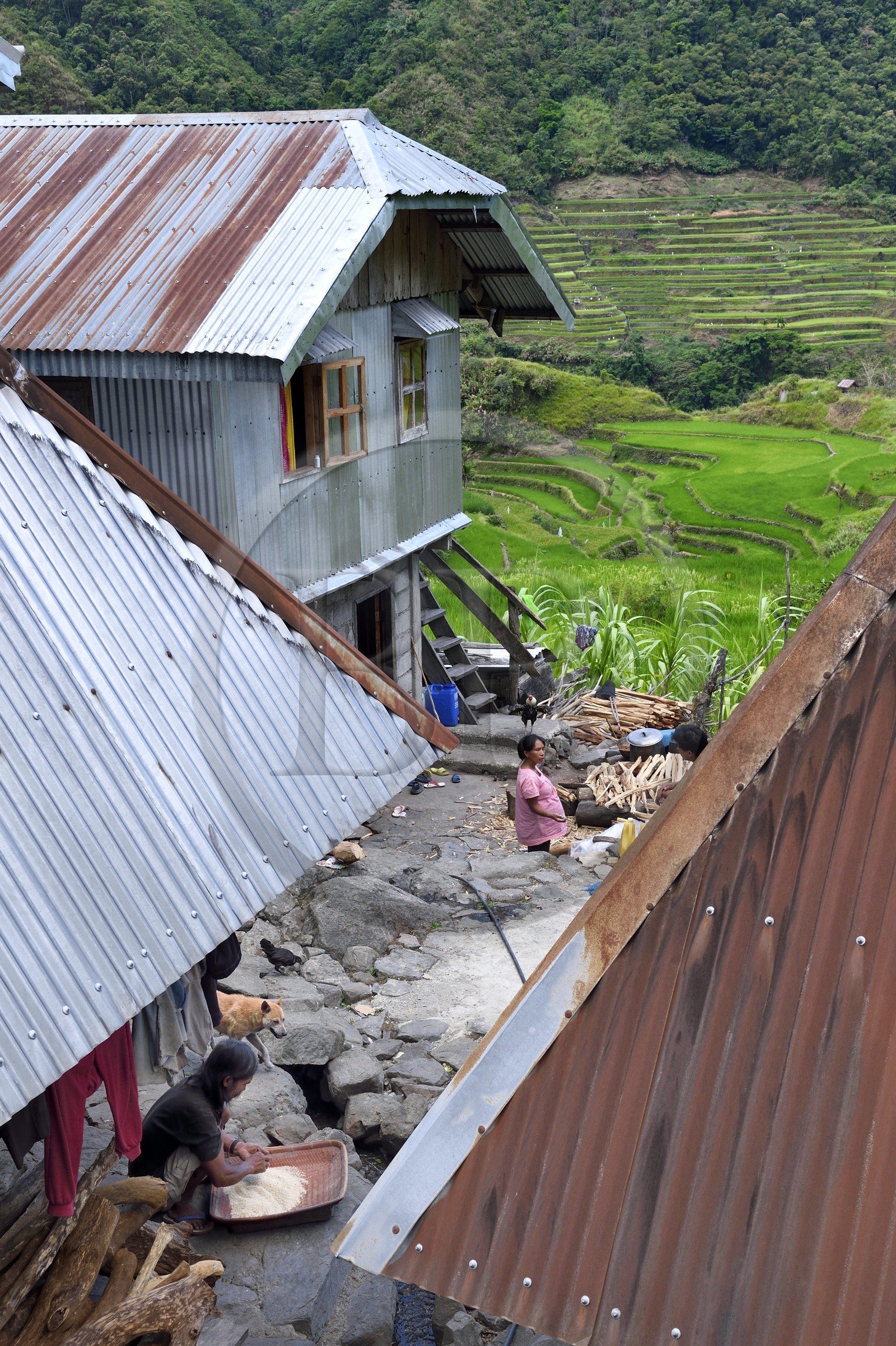 Philippines, province d'Ifugao, les rizières en terrasses de Banaue autour du village de Batad, classées Patrimoine Mondial de l'UNESCO, homme triant le riz sous son grenier Philippines, province d'Ifugao, les rizières en terrasses de Banaue autour du village de Batad, classées Patrimoine Mondial de l'UNESCO, homme triant le riz sous son grenier
