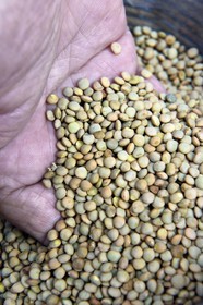 France, Cantal (15), Saint-Flour, la Lentille Blonde de Saint-Flour