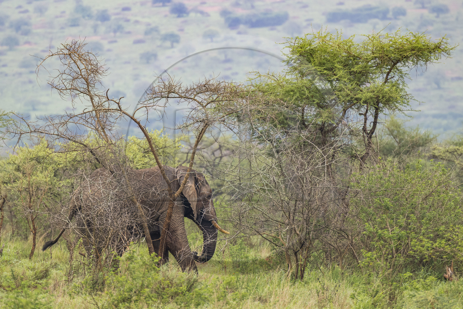 Rwanda, Parc national de l'Akagera, Eléphant de savane (Loxodonta africana)