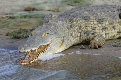 Tanzania, Selous Game Reserve is one of the largest fauna reserves of the world and designated a UNESCO World Heritage Site in 1982, Nile crocodile (Crocodylus niloticus) on the lake Nzerakera from the Rufiji river