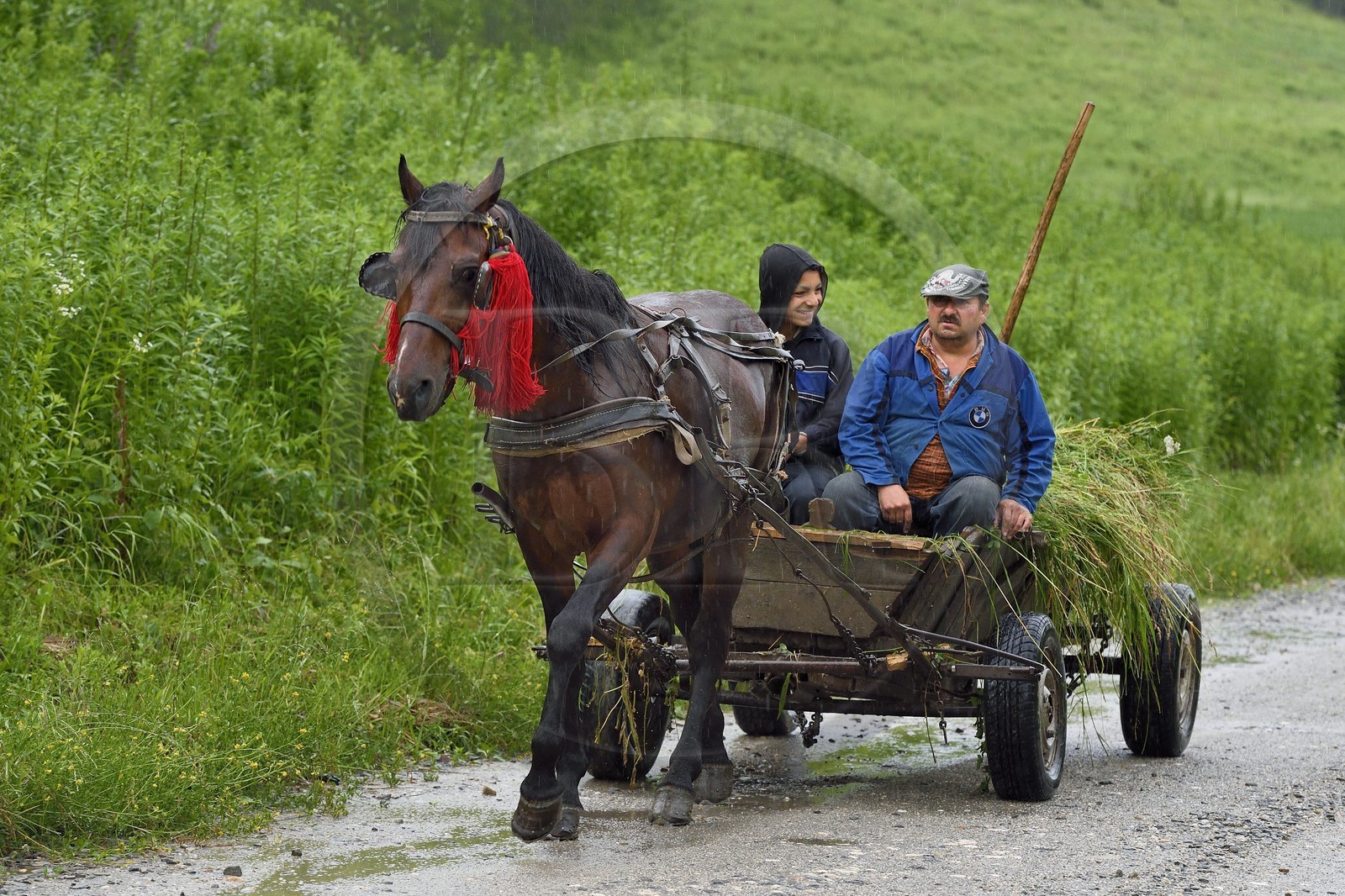 Roumanie, Transylvanie, Biertan, transport des foins en chariot tracté par un cheval
