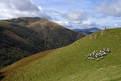 France, Pyrénées-Atlantiques (64), Pays-Basque, chemin de Saint-Jacques de Compostelle sur le GR 65 entre Saint-Jean-Pied-de-Port et Roncevaux vers le col de Bentarte, berger et son troupeau de brebis manech tête noire sur les pentes du Leizar Atheka