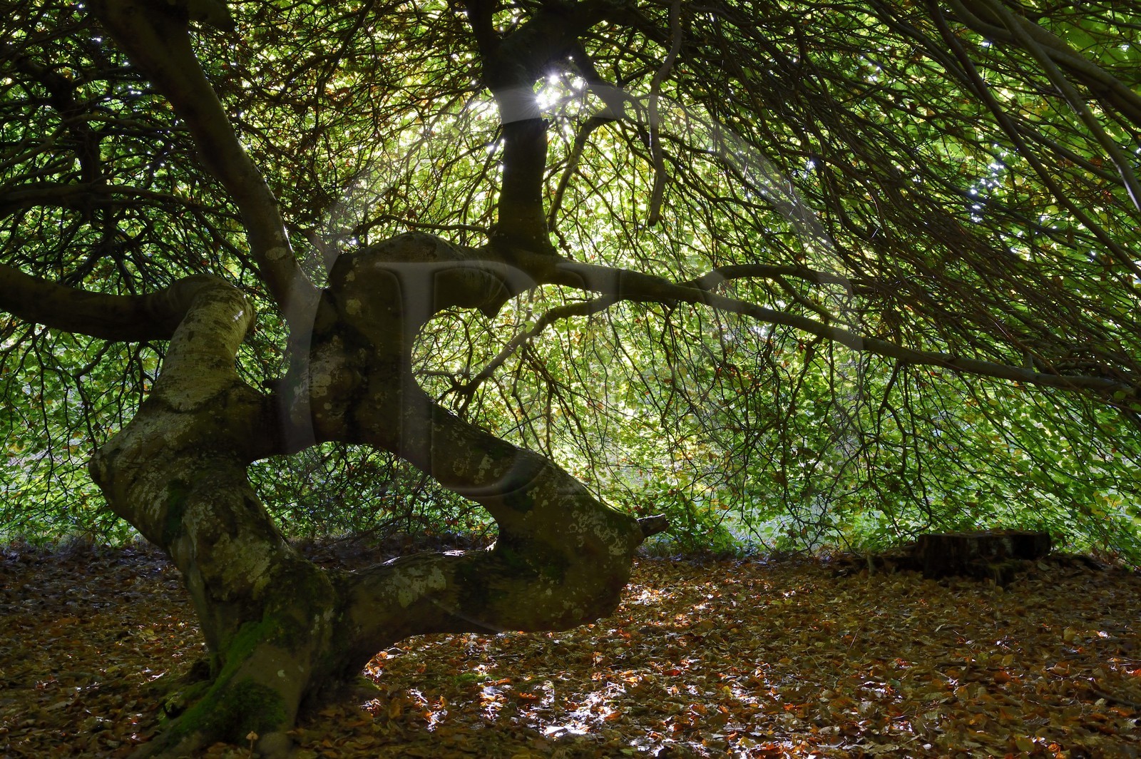 France, Marne (51), Parc Naturel Regional de la Montagne de Reims, Verzy, les Faux-de-Verzy, hêtres tortueux