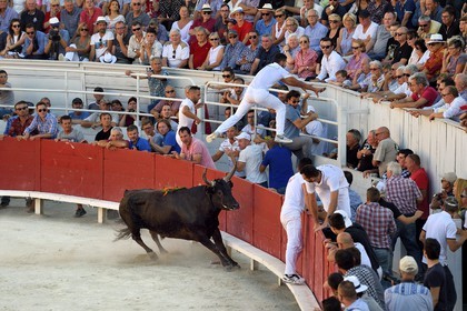 France, Bouches-du-Rhône (13), Arles, la course camarguaise  de la Cocarde d'Or aux Arènes