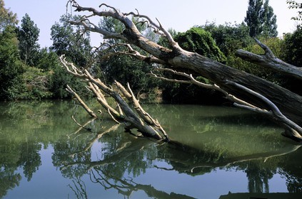 France, Gers, dead tree in the Baise river next to Beaucaire