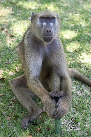 Zimbabwe, Matabeleland North Province, Victoria Falls, chacma baboon (Papio ursinus)