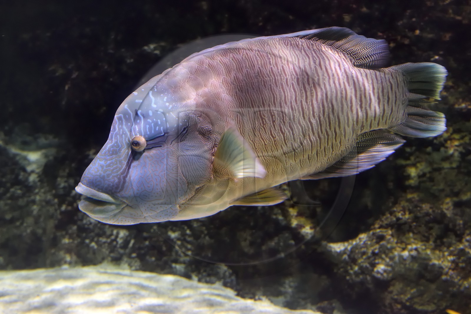France, Charente-Maritime (17), La Rochelle, Aquarium La Rochelle, Mention obligatoire, zone indo-pacifique, le lagon, napoléon ou labre géant (Cheilinus undulatus)