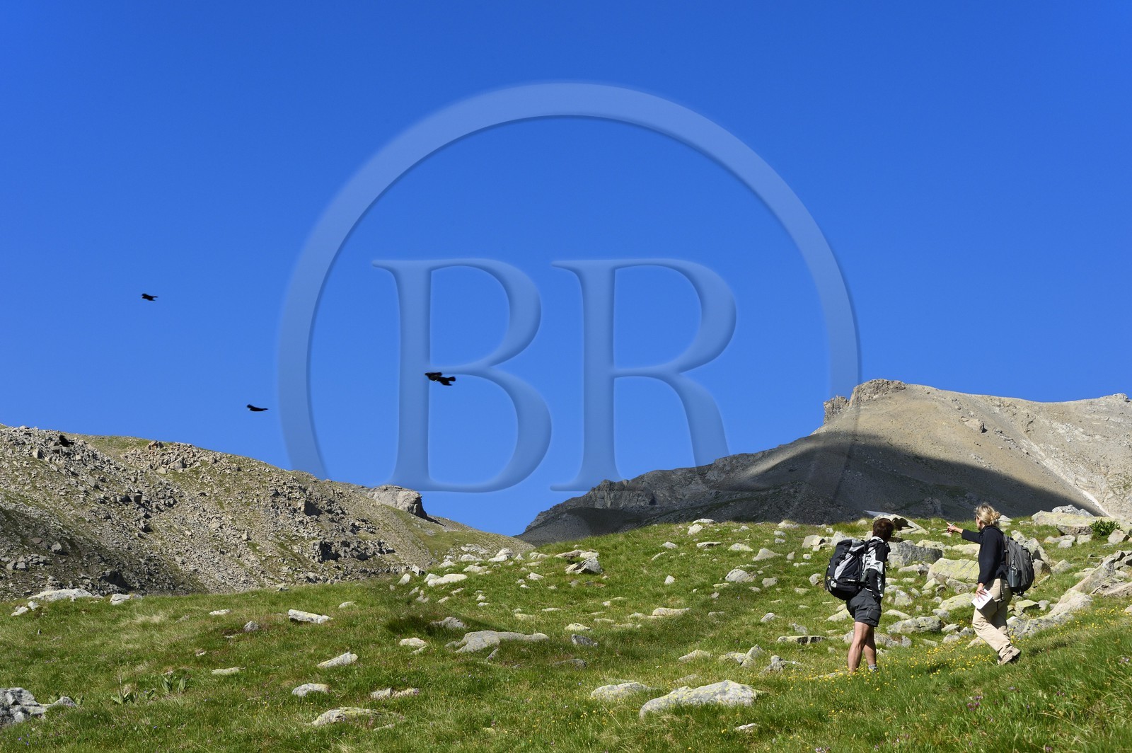 France, Alpes-de-Haute-Provence (04), Uvernet-Fours, parc national du Mercantour, vallée de l'Ubaye, col de la Cayolle (2326 m), vol de Chocards à bec jaune (Pyrrhocorax graculus) France, Alpes-de-Haute-Provence (04), Uvernet-Fours, parc national du Mercantour, vallée de l'Ubaye, col de la Cayolle (2326 m), vol de Chocards à bec jaune (Pyrrhocorax graculus)