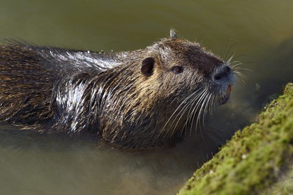 France, Val-de-Marne (94), les bords de Marne, Bry-sur-Marne, Ragondin (Myocastor coypus)