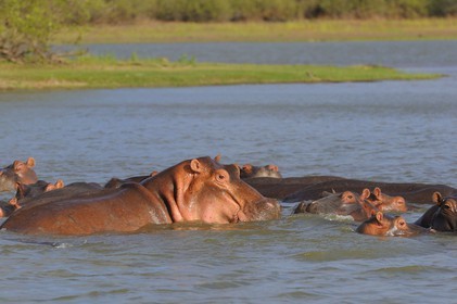 Tanzanie, Reserve de gibier de Selous une des plus grandes zones protégées au monde et inscrite sur la liste du patrimoine mondial de l’Unesco depuis 1982, hippopotames sur le lac Nzerakera formé par la rivière Rufiji