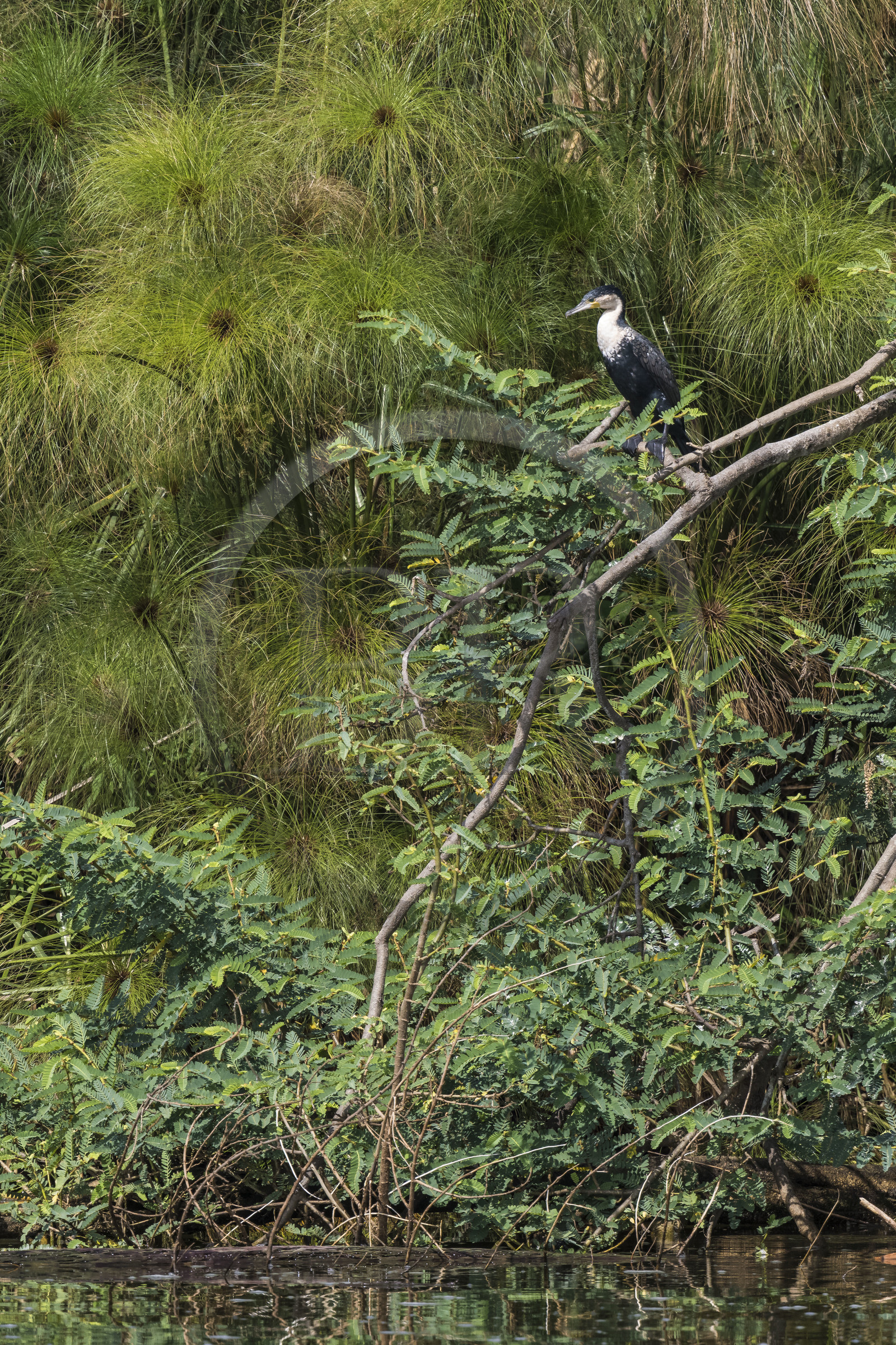 Rwanda, Parc national de l'Akagera, le lac Ihema, cormoran à poitrine blanche (Phalacrocorax lucidus)