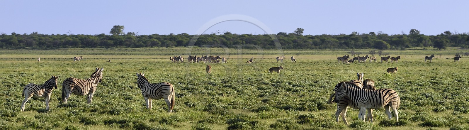 Namibie, région de Oshikoto, Parc National d'Etosha, lion et lionnes (Panthera leo) en chasse approchant d'un troupeau de zèbres de Burchell (Equus burchellii)