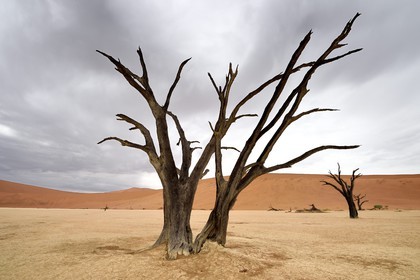 Namibie, région d'Hardap, désert du Namib, parc national du Namib-Naukluft, Erg du Namib classé Patrimoine Mondial de l'UNESCO, dunes de Sossusvlei, Dead Vlei, arbres morts de Camelthorn Acacia (Acacia erioloba)