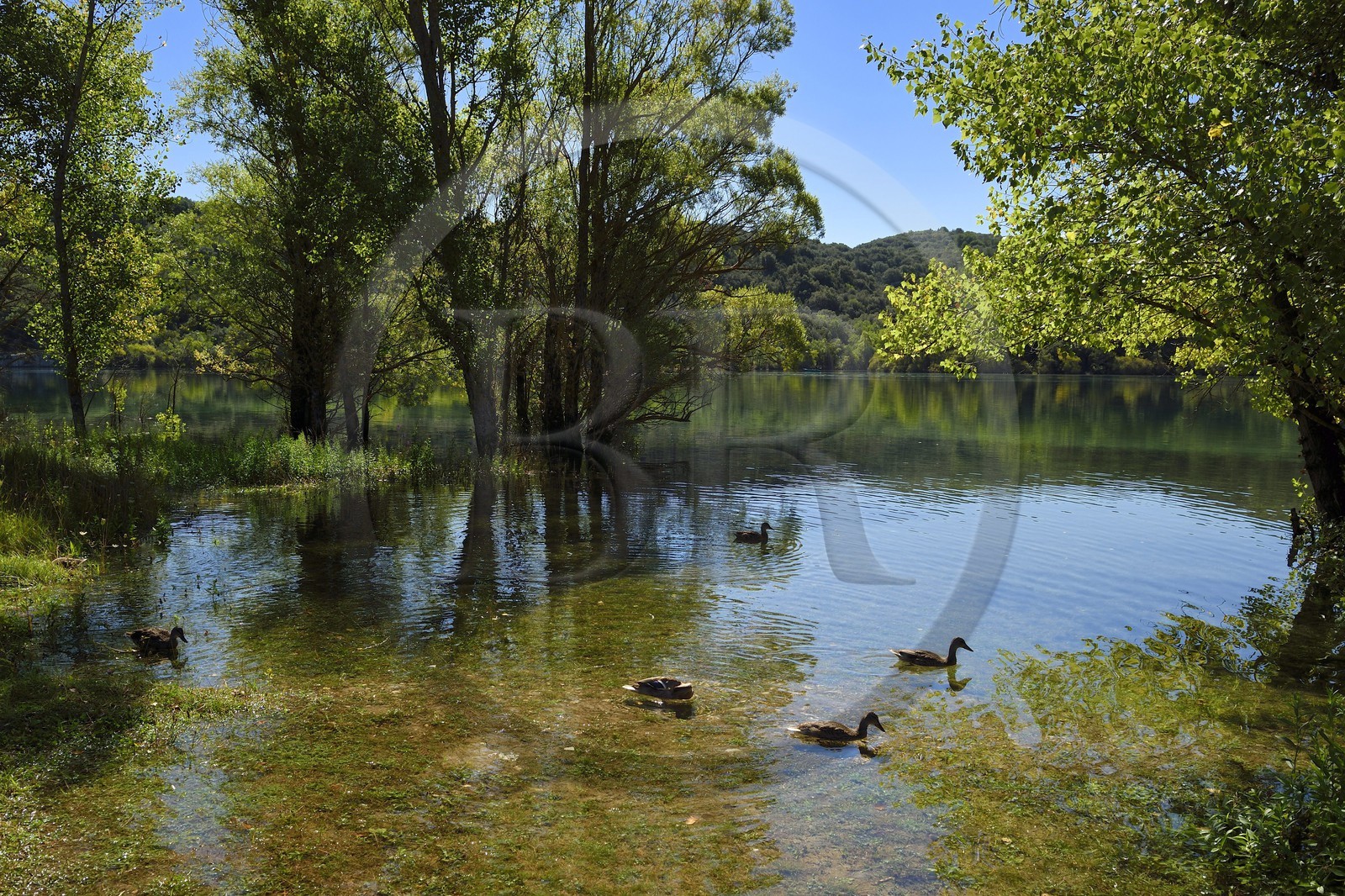 Var (83) rive gauche et Alpes-de-Haute-Provence (04) rive droite, Parc Naturel Régional du Verdon, Basses Gorges du Verdon en aval du lac de Sainte Croix